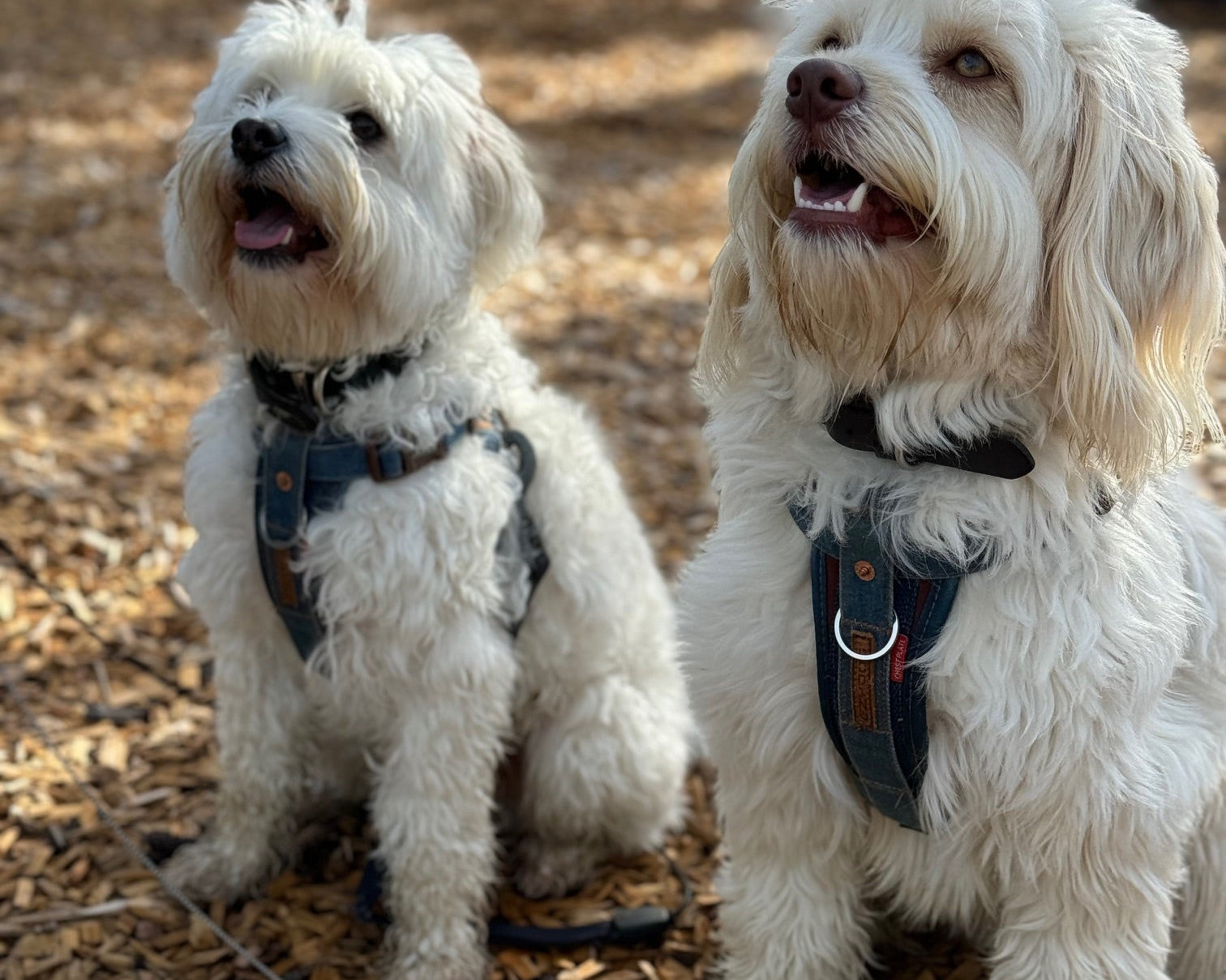 Tail Wagging Essentials